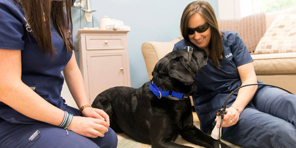 Providing laser therapy for pets across eastern Massachusetts