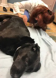 Veterinary services - acupuncture
