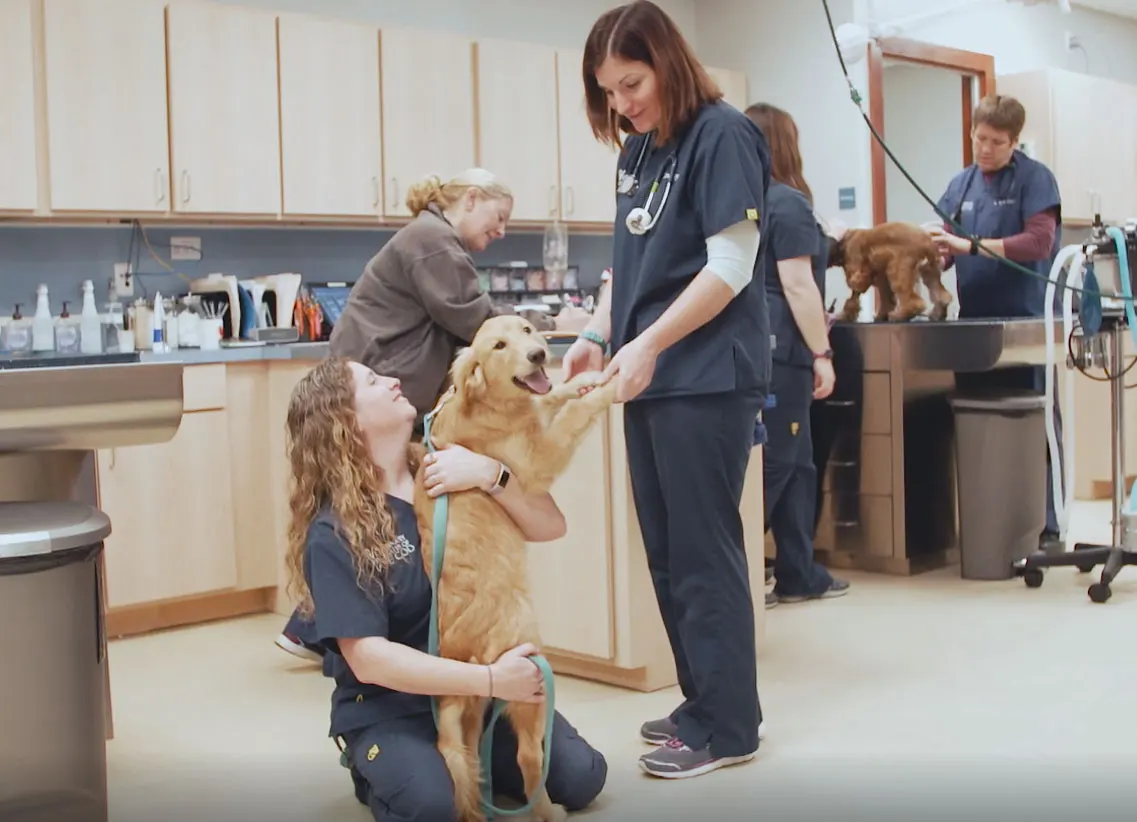 Diagnostic imaging veterinary services for pet owners of eastern Massachusetts