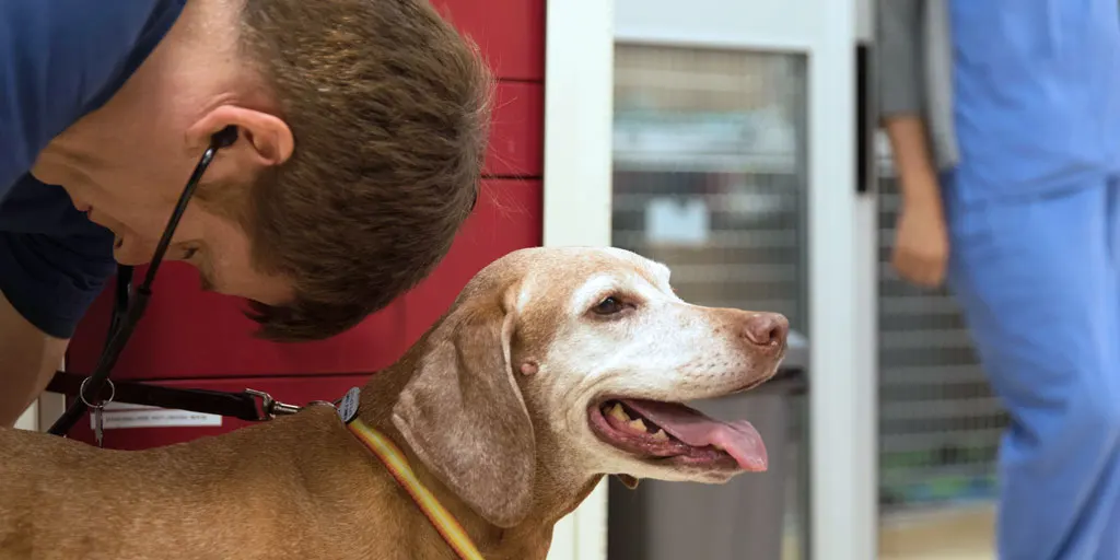 Internal veterinary medicie for pet owners of Cape Cod, MA