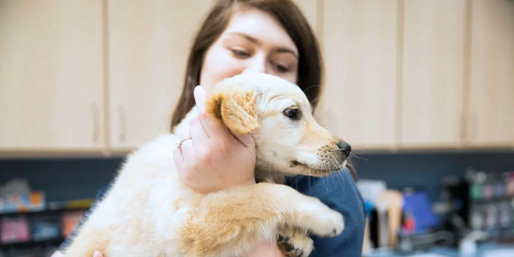 Microchip your pet - easily find your pet in Yarmouth, Harwich, Dennis, Hyannis, Provincetown or Cap Cod, MA