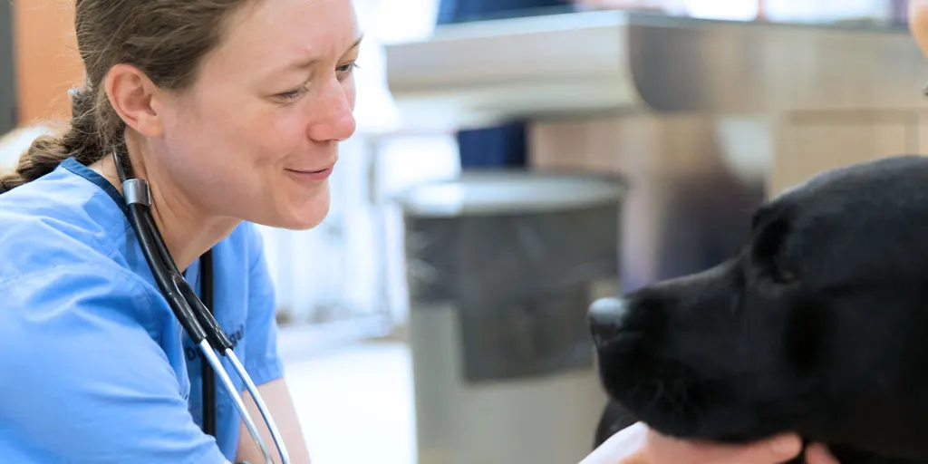 Providing general wellness care for pets from Yarmouth, Harwich, Dennis, Hyannis, Provincetown and Cape Cod, MA